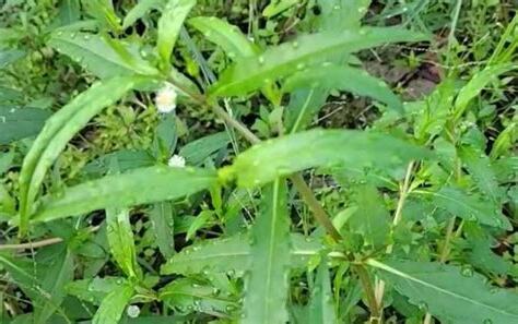 植物 意思